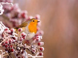 Robin Perching on a Frost-Covered Branch
