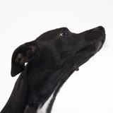Black Chihuahua craning neck