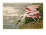 Buy Roseate Spoonbill at AllPosters.com