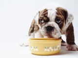 Bulldog Puppy Looking Up From His Bowl