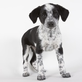 Brittany spaniel puppy