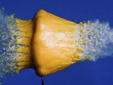 Buy Squash Squished at AllPosters.com