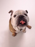 English bulldog