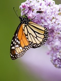 Buy Monarch Butterfly (Danaus Plexippus) Nectaring on Lilac Flowers, Wanup, Ontario, Canada. at AllPosters.com