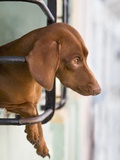 Dog Looking out Window, Santiago de Cuba, Cuba.