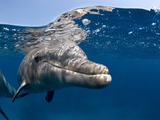 Atlantic bottlenose dolphin