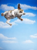 Flying Bulldog Puppy