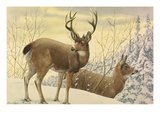 Buy A Painting of Two Black-Tailed Deer Standing in the Snow at AllPosters.com