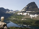 Mountain goat (Oreamnos americanus), overlooking Hidden Lake and Bearhat Mountain, Glacier National