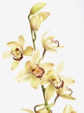Yellow orchid against white background, close-up