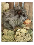 Buy Illustration of Guinea Pig by Edward Julius Detmold at AllPosters.com