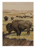 Buy A Painting of an American Bison, or Buffalo, Grazing with its Herd at AllPosters.com