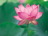 Lotus Flower