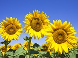 Buy Sunflowers ready for harvest at AllPosters.com
