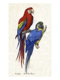 Aracangua and Blue and Yellow Macaw