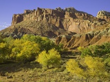 Buy Cottonwood trees and sandstone bluffs in Capitol Reef National Park at AllPosters.com