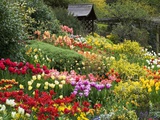 Tulips at Little Larford Photographic Print