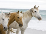 Horses on the beach Photographic Print