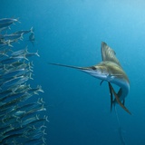 Sailfish feeding on Brazilian sardines