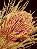 Buy Hairs on the tip of the leg of a spider at AllPosters.com