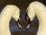Buy Mute Swan Pair During Their Courtship Ritual at AllPosters.com