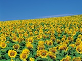 Meadow Of Sunflowers