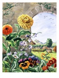 Pot marigolds, bellflowers, daisies, pansies, cowslip, polyanthas