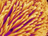 Buy Hairs on the tip of the leg of a spider at AllPosters.com