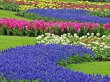 Pattern of Hyacinth and Tulip flowers in Keukenhof Gardens, Lisse, Netherlands