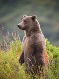 Brown Bear Standing Upright in Tall Grass at Kinak Bay