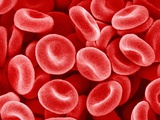 Buy Human Red blood cells at AllPosters.com