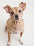 Portrait of small dog