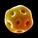 Poppy pollen