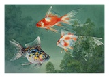 Three different types of goldfish swim through cabomba Giclee Print