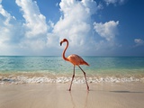 Flamingo Walking Along Beach