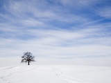 Oak tree on snowy hill in winter