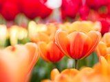 Buy Orange and red tulips at AllPosters.com
