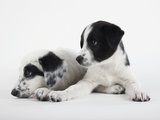 Two Puppies
