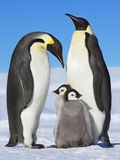 Buy Emperor penguins with chicks at AllPosters.com