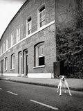 Jack Russell Terrier Standing near Curb
