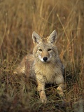 Buy Coyote (Canis latrans) at AllPosters.com