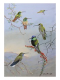 A painting of several species of hummingbirds perched on branches