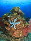 Blue Sea Star and brilliant red sea fans near Komba Island in the Flores Sea, Indonesia