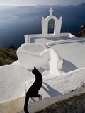 View of a Cat on a Wall in the Village of Oia perched on steep Cliffs overlooking the submerged Cal