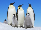 Buy Emperor penguin with group with chicks at AllPosters.com