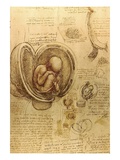 Buy Study of fetus by Leonardo da Vinci at AllPosters.com