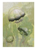 Painting of several Stomolophus meleagris jellyfish