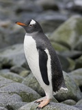 Buy A Gentoo Penguin on Half Moon Island in the Antarctic Archipelago at AllPosters.com