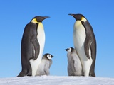 Buy Emperor Penguins with Chicks at AllPosters.com