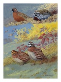 A Painting of Different Species of Bobwhite and Quail